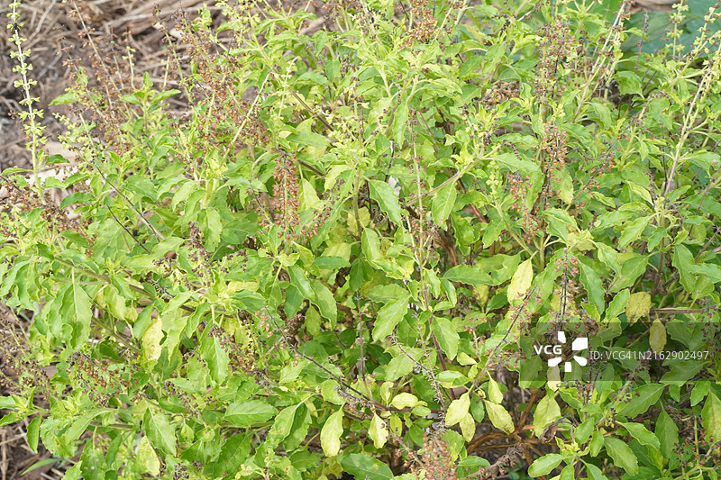 九层塔绿叶蔬菜图片素材