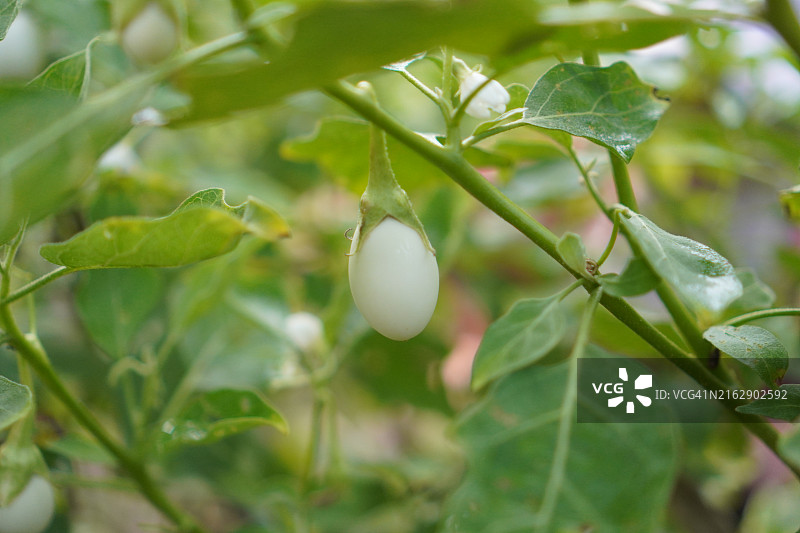 Solanum torvum，豌豆茄图片素材