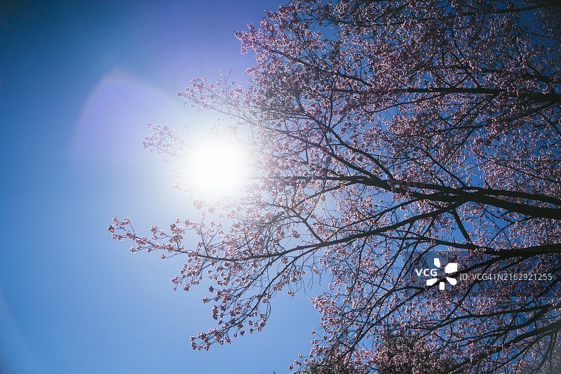 蓝天下，樱花盛开，粉色花朵环绕道路如同隧道，充满春天气息图片素材