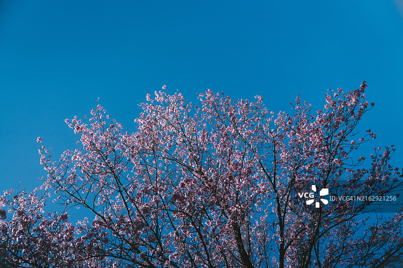 蓝天下，樱花盛开，粉色花朵环绕道路如同隧道，充满春天气息图片素材