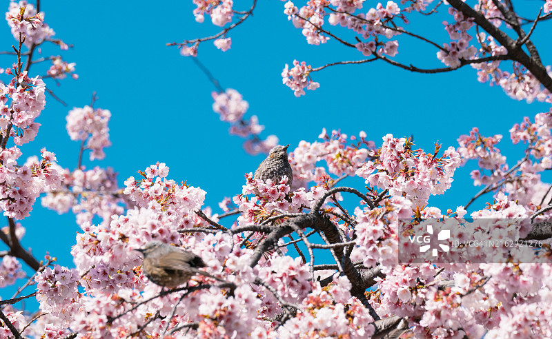 蓝天下，樱花盛开，淡淡的粉色弥漫着春天的气息，一只鸟儿在樱花树间飞舞觅食图片素材