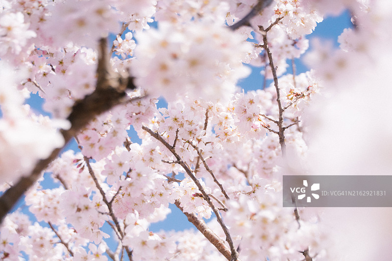 日本春天盛开的鲜艳粉色樱花特写图片素材