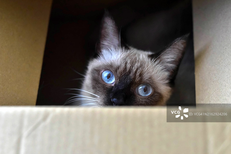 暹罗猫从纸箱里窥视的特写图片素材