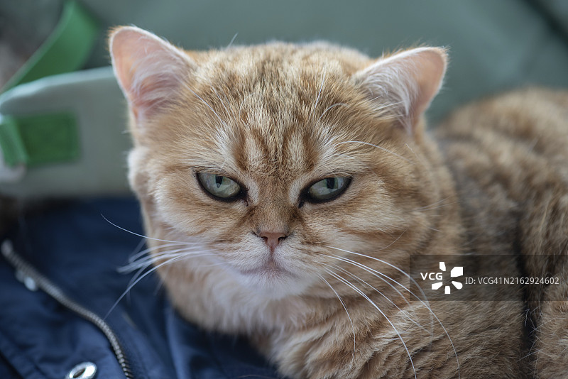 猫科动物(家猫)的 портрет 照片,德国北莱茵-威斯特法伦锡根,欧洲图片素材
