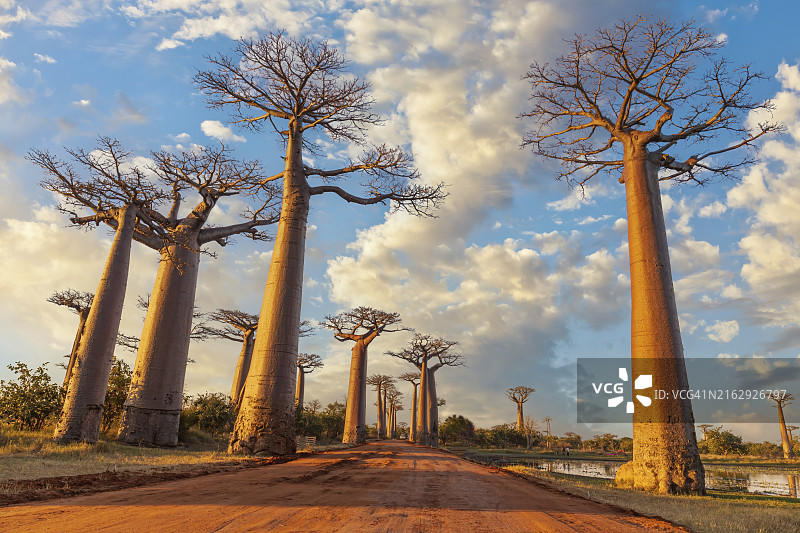 猴面包树大道与美丽的云彩图片素材