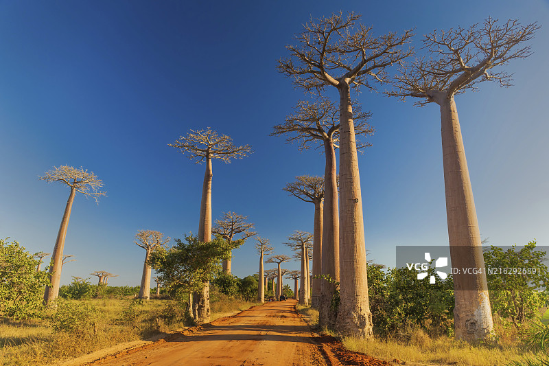 猴面包树大道的午后阳光图片素材