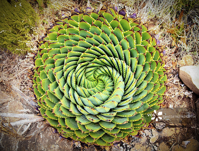 螺旋芦荟：莱索托国花图片素材