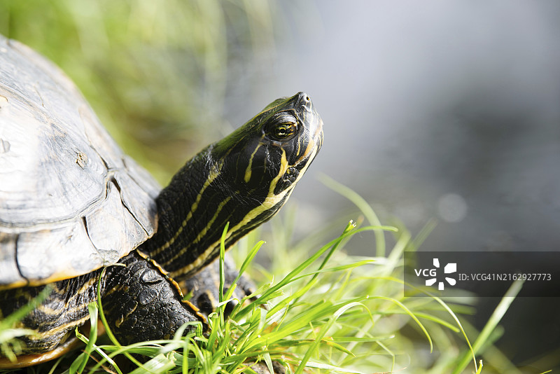 池塘河岸上栖息的黄腹彩龟图片素材