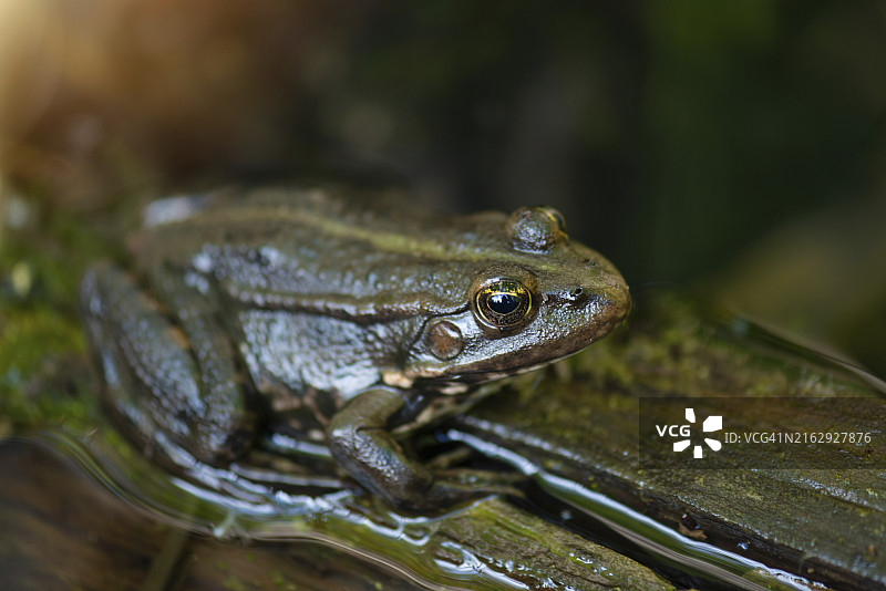 海蟾蜍栖息在树干上，湿地生态系统两栖动物，雷梅奇湿地保护区图片素材