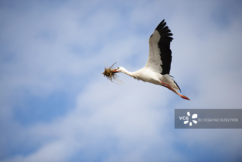 鹳鸟用树枝筑巢，法国上莱茵省的鸟类迁徙图片素材