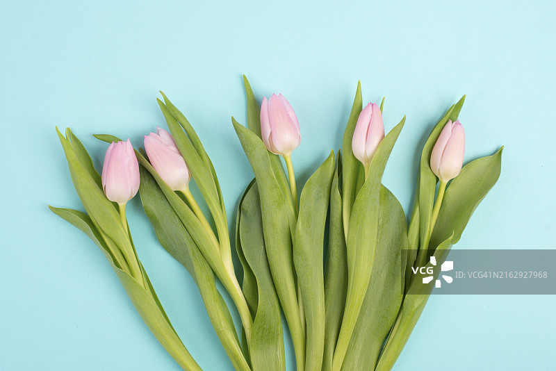 母亲节、生日、复活节、情人节、春季粉彩郁金香贺卡图片素材