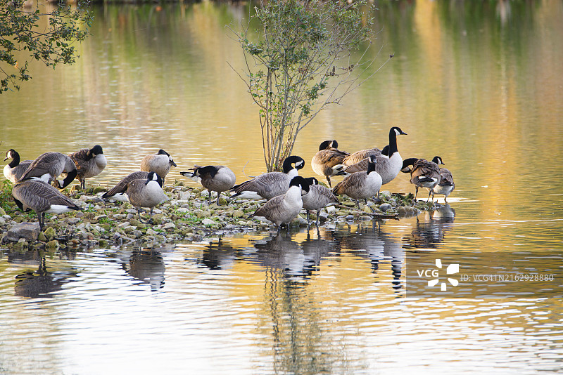 卢森堡的湿地哈夫雷梅赫的加拿大鹅群，岸边的水鸟图片素材