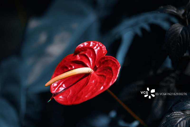 黄昏时分的红色卡拉花图片素材