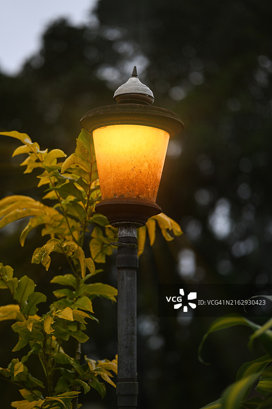 树木背景下的点亮灯笼图片素材