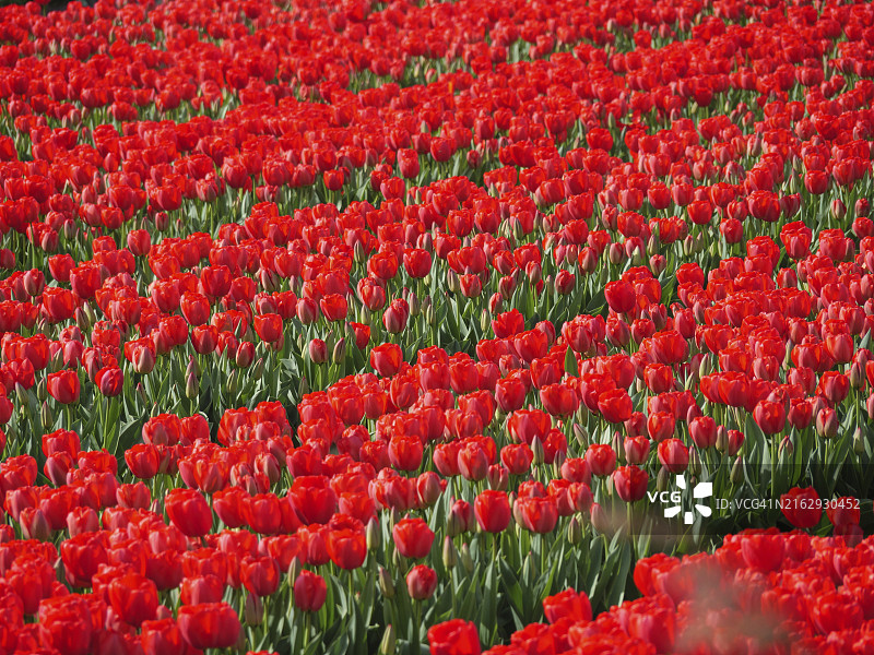 盛开红色郁金香的广阔田野，荷兰阿姆斯特丹图片素材