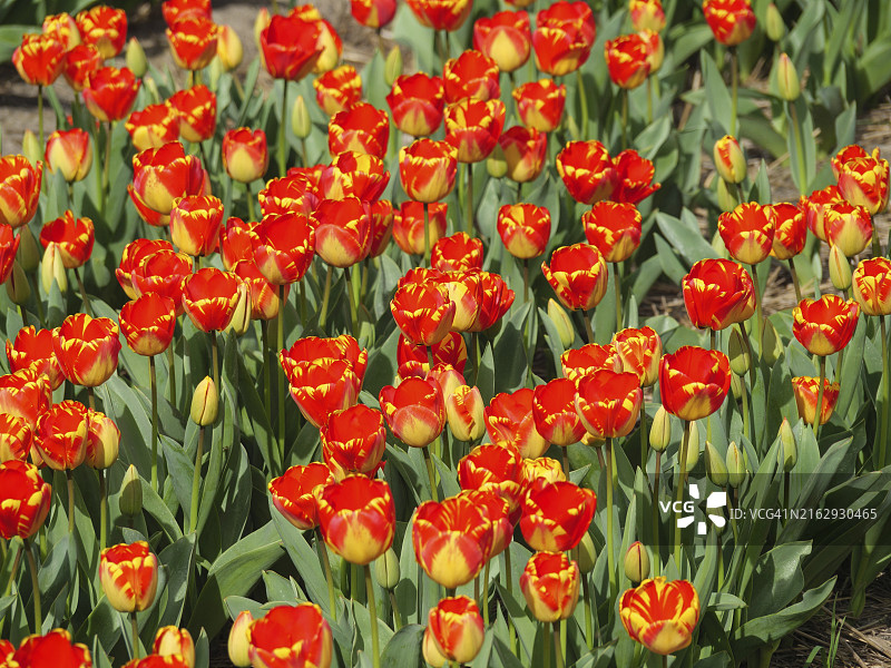 五彩缤纷的郁金香花田，以红色为主，点缀黄色，绿叶衬托，荷兰阿姆斯特丹图片素材