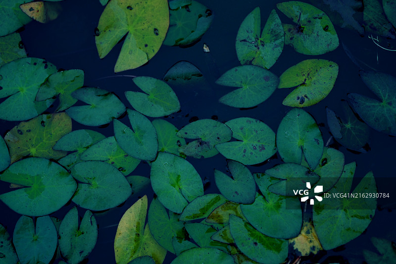 池塘的表面覆盖着睡莲叶。图片素材