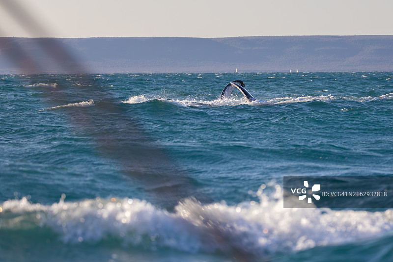 莫桑比克海峡的观鲸活动图片素材