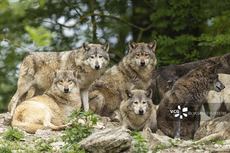 一群狼在自然环境中展示群体行为图片素材