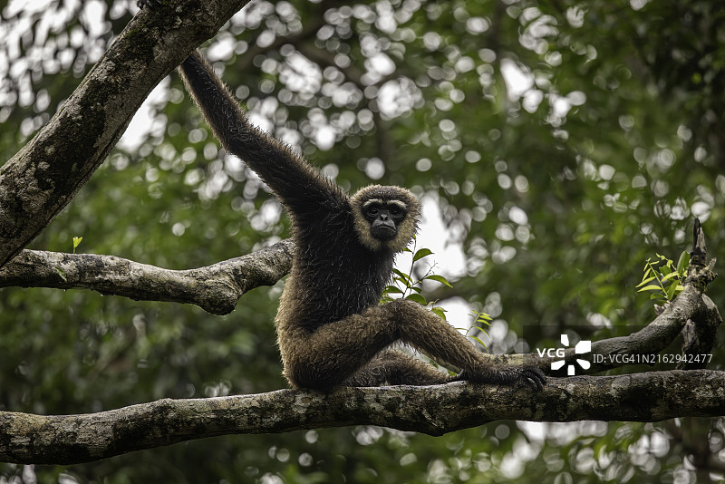 婆罗洲白须长臂猿雨后坐树上图片素材
