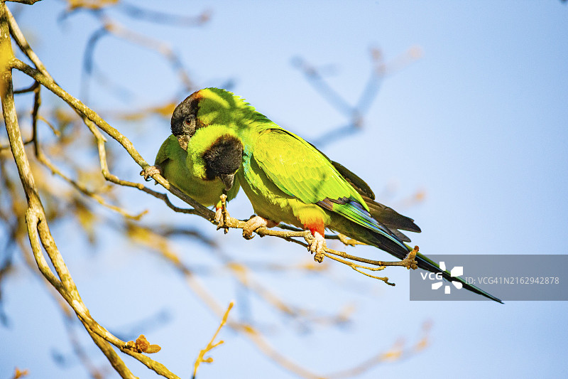 巴西潘塔纳尔的南达锥尾鹦鹉图片素材