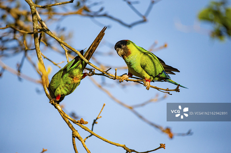 巴西潘塔纳尔的南达锥尾鹦鹉图片素材
