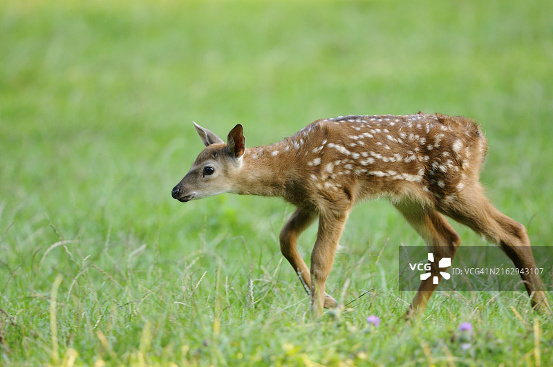 在草地上奔跑的梅花鹿幼崽，圈养，德国，欧洲图片素材