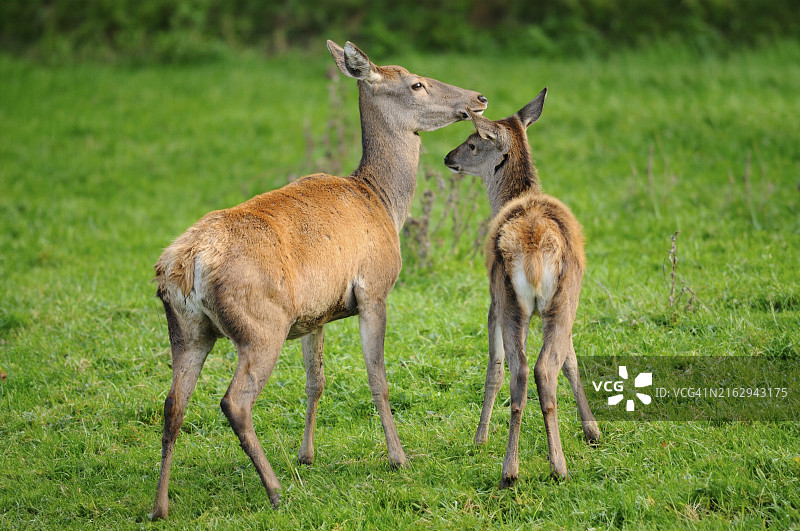 红鹿：巴伐利亚森林空地上带着幼崽的母鹿图片素材
