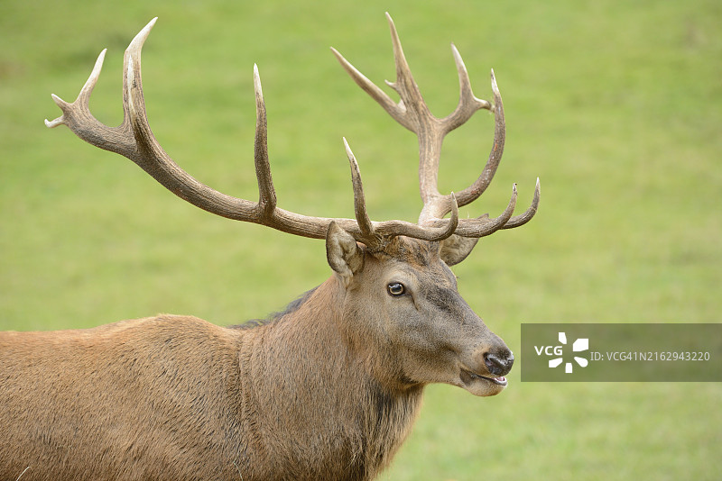 巴伐利亚森林空地中的雄性赤鹿图片素材