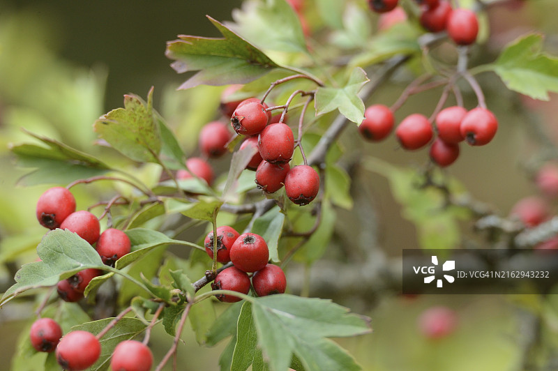 山楂树枝上的野山楂果，巴伐利亚图片素材