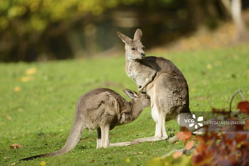 东部灰袋鼠（Macropus giganteus）母子在秋季的特写图片素材
