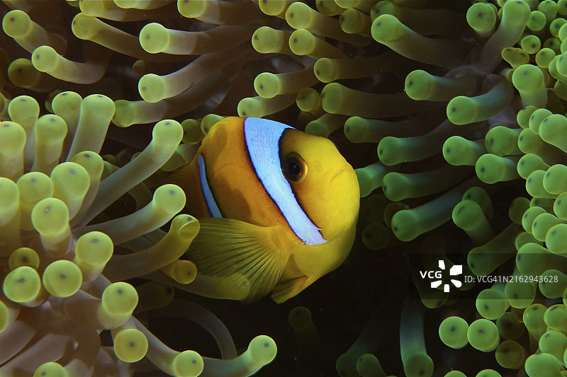 红海双带小丑鱼藏身于绿色海葵中，埃及代达罗斯礁潜水点图片素材