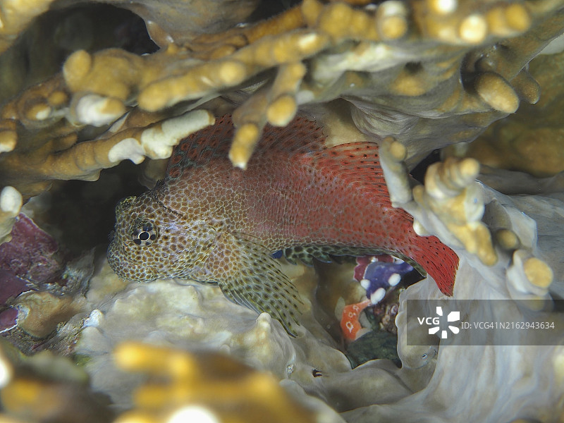 彩色鱼藏身网状火珊瑚图片素材