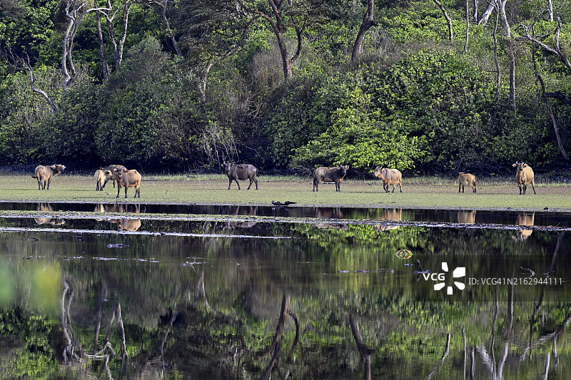 加蓬洛昂戈国家公园的红色非洲森林水牛图片素材