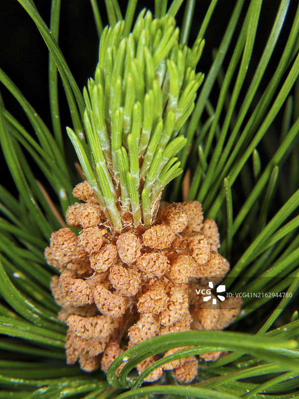 盛开的云杉树微距花粉图片素材