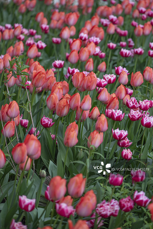 德国北莱茵-威斯特法伦锡根的红色郁金香图片素材