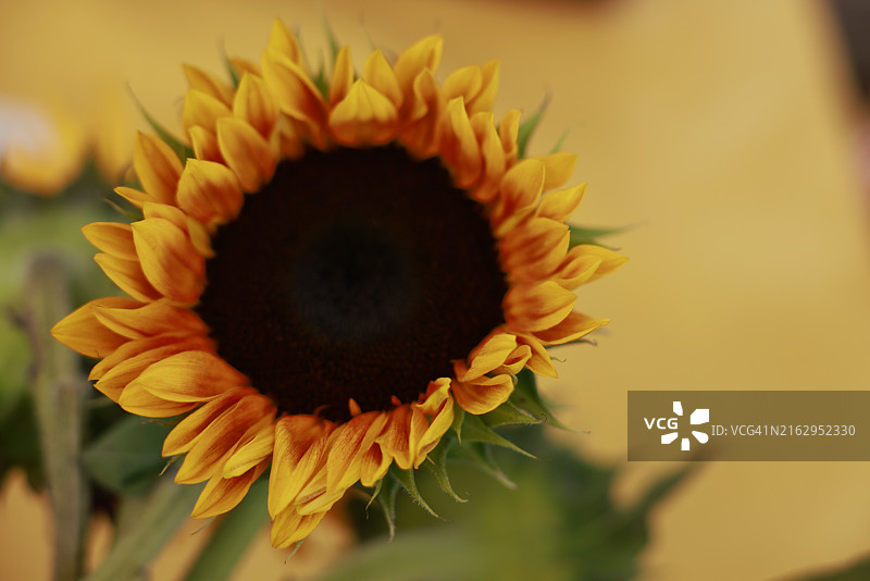 农贸市场出售的向日葵图片素材