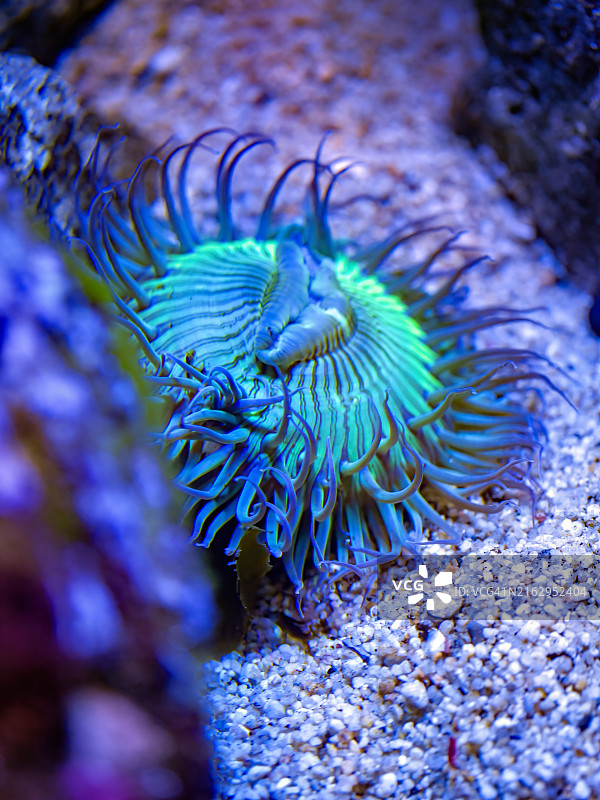 星爆海葵图片素材