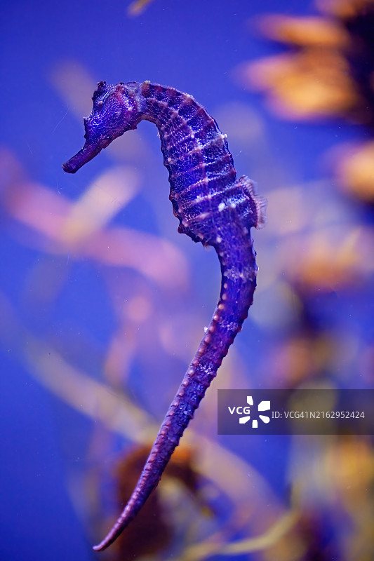 水族馆里的海马图片素材