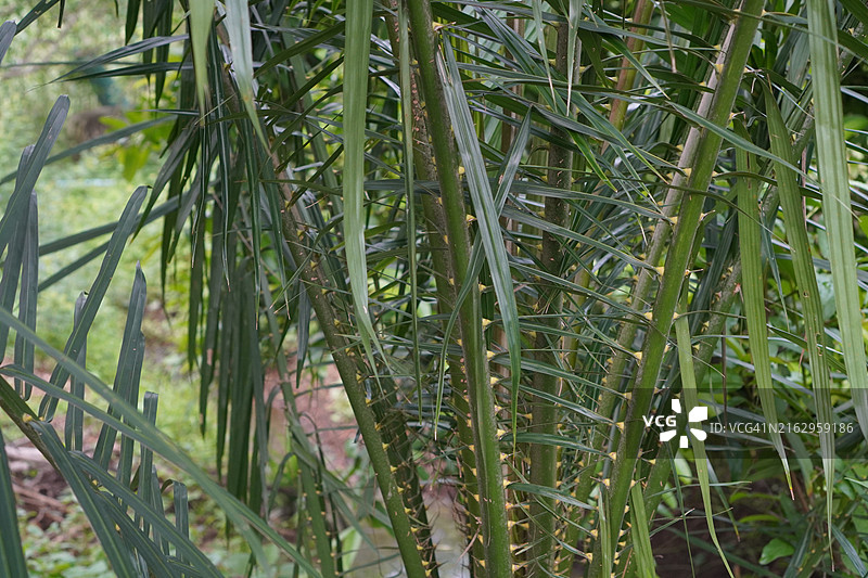 蛇皮果树图片素材