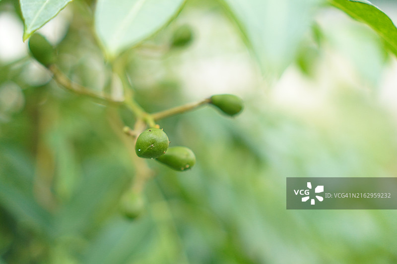 橄榄树图片素材