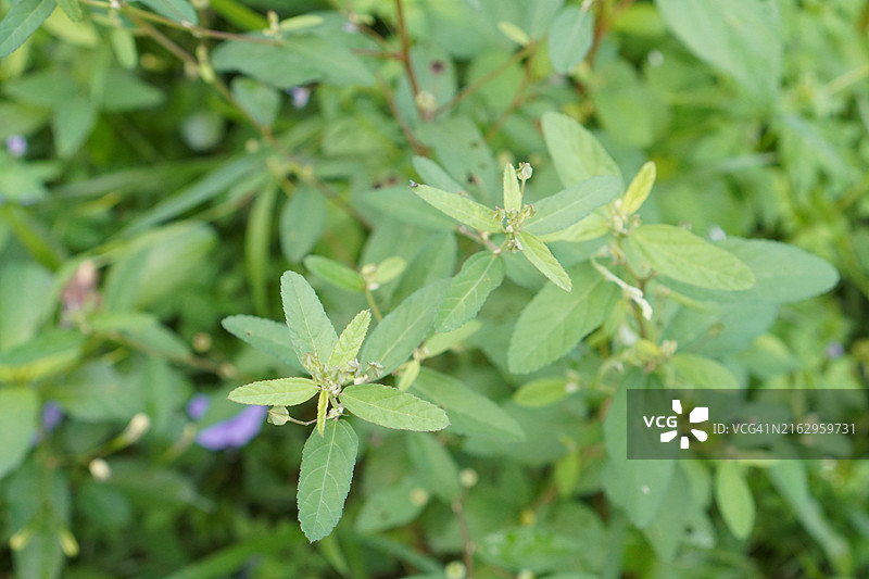 泰国圣罗勒(Ocimum tenuflorum sanctum)或Tulsi kaphrao圣罗勒是一种直立，叶子绿色的蔬菜，在自然背景下盛开在花园中图片素材