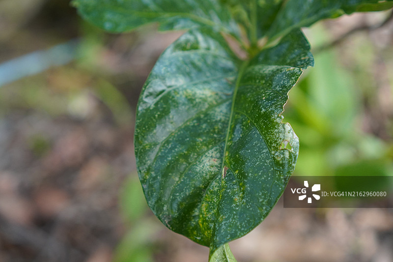 烟草花叶病图片素材