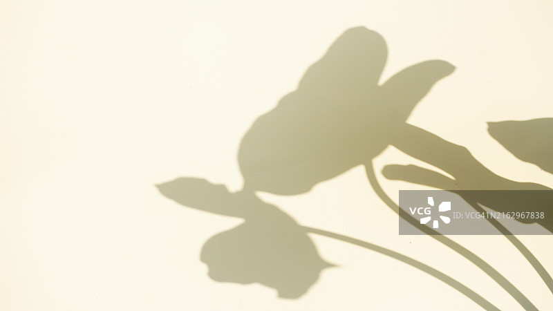 白色背景上的喜林芋叶阴影图片素材