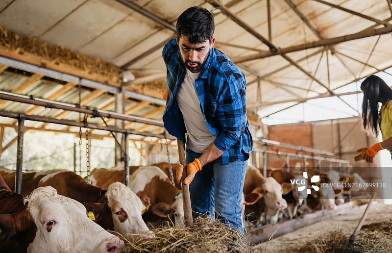 奶牛养殖场图片素材