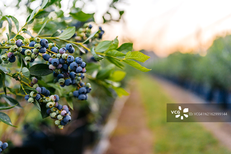 农业田地里的树枝上的蓝莓图片素材