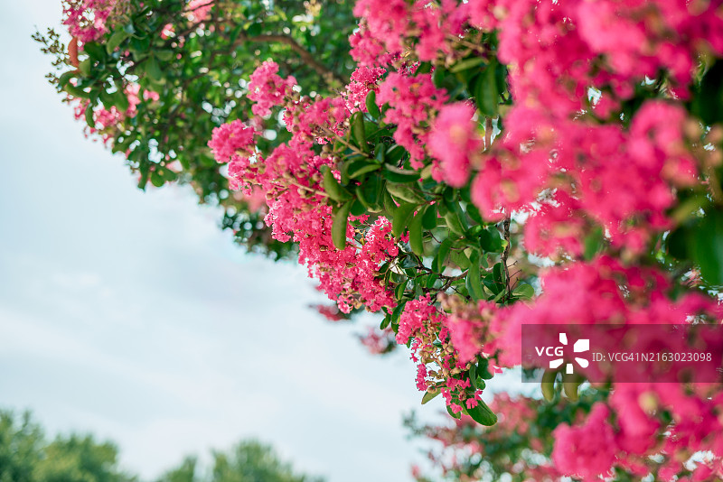 盛开的粉色紫薇花图片素材
