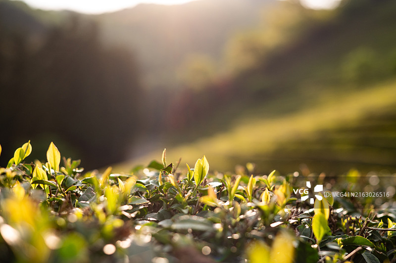 聚焦绿色茶园中的茶叶图片素材
