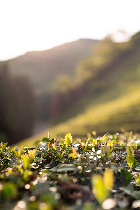 聚焦绿色茶园中的茶叶图片素材