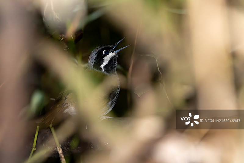 马岛弯嘴Corvus鸟（Mystacornis crossleyi），马达加斯加图片素材